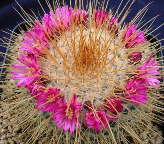 Mammillaria_apozolensis